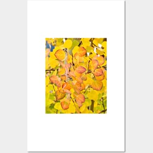 Fall Aspen Leaves Posters and Art